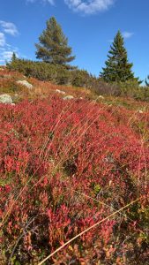 Høstferieaktiviteter 10 1